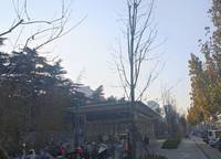 中原頌