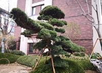 豫農(nóng)金領九如意