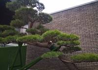 永威上和院
