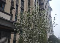 融創(chuàng)觀瀾壹號(hào)
