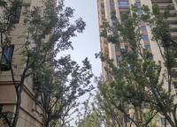 鄭東碧桂園