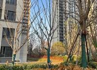 康橋山海云圖