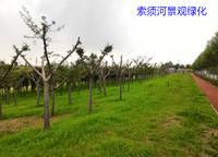 水岸花城