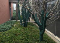 水岸花城