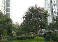 鑫苑國際城市花園