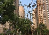 鑫苑世紀(jì)東城