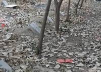 康橋那云溪