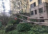 金地鉑悅