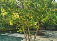 永威森林花語(yǔ)