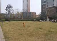 綠地璀璨天城