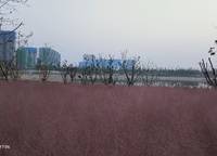 綠城明月濱河