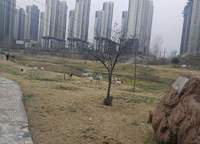 融創(chuàng)城