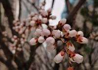萬(wàn)科民安江山府（璞樾苑）