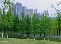 鄭州雅頌居（嘉里中心）