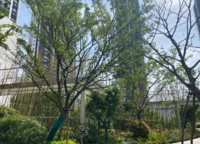 大正水晶森林