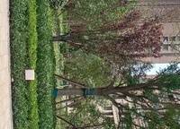 朗悅公園道1號