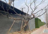 名門樾府