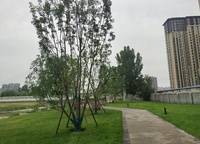 商都阜園