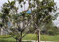 廣匯灣