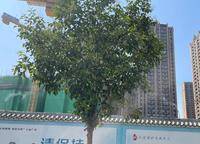 敏捷江山譽(yù)