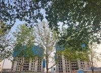 建業(yè)花園里朗岸