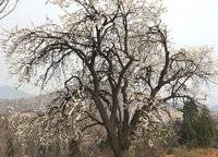 美景素心園