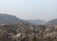 美景素心園