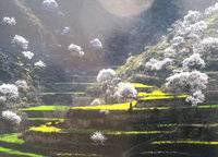 美景素心園