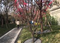 泰禾中州院子