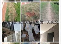 綠地璀璨星座