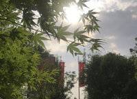 康橋林語鎮(zhèn)