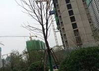 金輝濱河云著