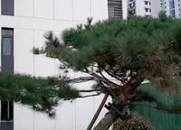 裕華城