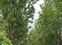 富田城九鼎公館